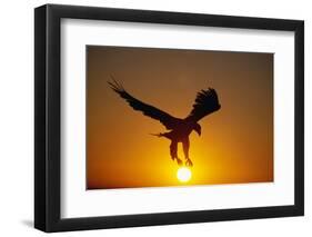 Bald Eagle Flying at Sunrise-W^ Perry Conway-Framed Photographic Print