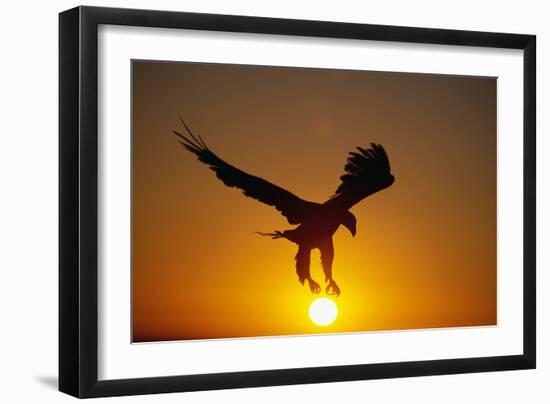 Bald Eagle Flying at Sunrise-W^ Perry Conway-Framed Photographic Print