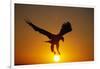 Bald Eagle Flying at Sunrise-W^ Perry Conway-Framed Photographic Print