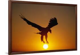 Bald Eagle Flying at Sunrise-W^ Perry Conway-Framed Photographic Print