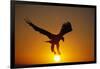 Bald Eagle Flying at Sunrise-W^ Perry Conway-Framed Photographic Print