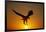 Bald Eagle Flying at Sunrise-W^ Perry Conway-Framed Photographic Print