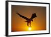 Bald Eagle Flying at Sunrise-W^ Perry Conway-Framed Photographic Print