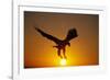 Bald Eagle Flying at Sunrise-W^ Perry Conway-Framed Photographic Print