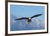 Bald Eagle flying, Homer, Alaska, USA-Keren Su-Framed Photographic Print