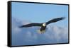 Bald Eagle flying, Homer, Alaska, USA-Keren Su-Framed Stretched Canvas