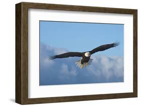 Bald Eagle flying, Homer, Alaska, USA-Keren Su-Framed Photographic Print