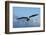 Bald Eagle flying, Homer, Alaska, USA-Keren Su-Framed Photographic Print