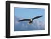 Bald Eagle flying, Homer, Alaska, USA-Keren Su-Framed Photographic Print