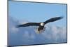 Bald Eagle flying, Homer, Alaska, USA-Keren Su-Mounted Photographic Print