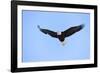 Bald Eagle flying in the sky, Haines, Alaska, USA-Keren Su-Framed Photographic Print