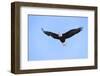 Bald Eagle flying in the sky, Haines, Alaska, USA-Keren Su-Framed Photographic Print