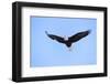 Bald Eagle flying in the sky, Haines, Alaska, USA-Keren Su-Framed Photographic Print