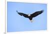 Bald Eagle flying in the sky, Haines, Alaska, USA-Keren Su-Framed Photographic Print