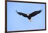 Bald Eagle flying in the sky, Haines, Alaska, USA-Keren Su-Framed Photographic Print