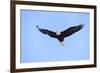 Bald Eagle flying in the sky, Haines, Alaska, USA-Keren Su-Framed Photographic Print