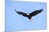 Bald Eagle flying in the sky, Haines, Alaska, USA-Keren Su-Mounted Photographic Print