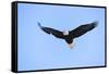 Bald Eagle flying in the sky, Haines, Alaska, USA-Keren Su-Framed Stretched Canvas