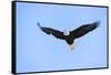 Bald Eagle flying in the sky, Haines, Alaska, USA-Keren Su-Framed Stretched Canvas