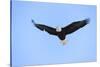 Bald Eagle flying in the sky, Haines, Alaska, USA-Keren Su-Stretched Canvas