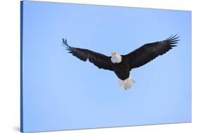 Bald Eagle flying in the sky, Haines, Alaska, USA-Keren Su-Stretched Canvas
