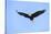 Bald Eagle flying in the sky, Haines, Alaska, USA-Keren Su-Stretched Canvas