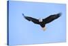 Bald Eagle flying in the sky, Haines, Alaska, USA-Keren Su-Stretched Canvas