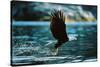 Bald Eagle Flying Low Over Water-null-Stretched Canvas