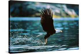 Bald Eagle Flying Low Over Water-null-Stretched Canvas