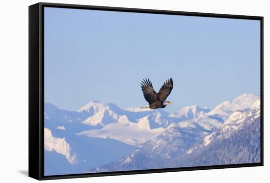 Bald Eagle flying over snow mountain, Haines, Alaska, USA-Keren Su-Framed Stretched Canvas