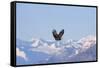 Bald Eagle flying over snow mountain, Haines, Alaska, USA-Keren Su-Framed Stretched Canvas