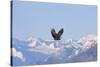 Bald Eagle flying over snow mountain, Haines, Alaska, USA-Keren Su-Stretched Canvas