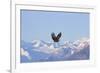 Bald Eagle flying over snow mountain, Haines, Alaska, USA-Keren Su-Framed Photographic Print