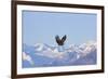 Bald Eagle flying over snow mountain, Haines, Alaska, USA-Keren Su-Framed Photographic Print