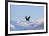 Bald Eagle flying over snow mountain, Haines, Alaska, USA-Keren Su-Framed Photographic Print