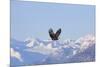 Bald Eagle flying over snow mountain, Haines, Alaska, USA-Keren Su-Mounted Photographic Print