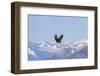 Bald Eagle flying over snow mountain, Haines, Alaska, USA-Keren Su-Framed Photographic Print