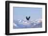 Bald Eagle flying over snow mountain, Haines, Alaska, USA-Keren Su-Framed Photographic Print