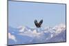Bald Eagle flying over snow mountain, Haines, Alaska, USA-Keren Su-Mounted Photographic Print