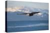 Bald Eagle flying over the ocean, snow mountain in the distance, Homer, Alaska, USA-Keren Su-Stretched Canvas