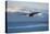 Bald Eagle flying over the ocean, snow mountain in the distance, Homer, Alaska, USA-Keren Su-Stretched Canvas