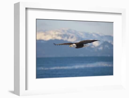 Bald Eagle flying over the ocean, snow mountain in the distance, Homer, Alaska, USA-Keren Su-Framed Photographic Print