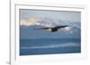 Bald Eagle flying over the ocean, snow mountain in the distance, Homer, Alaska, USA-Keren Su-Framed Photographic Print