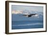 Bald Eagle flying over the ocean, snow mountain in the distance, Homer, Alaska, USA-Keren Su-Framed Photographic Print