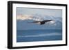 Bald Eagle flying over the ocean, snow mountain in the distance, Homer, Alaska, USA-Keren Su-Framed Photographic Print