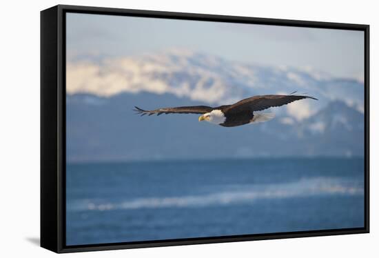 Bald Eagle flying over the ocean, snow mountain in the distance, Homer, Alaska, USA-Keren Su-Framed Stretched Canvas