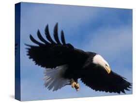 Bald Eagle Flying with a Fish, Kachemak Bay, Alaska, USA-Steve Kazlowski-Stretched Canvas