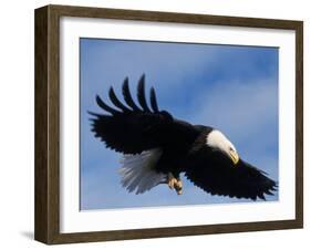 Bald Eagle Flying with a Fish, Kachemak Bay, Alaska, USA-Steve Kazlowski-Framed Photographic Print