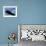 Bald Eagle Flying with a Fish, Kachemak Bay, Alaska, USA-Steve Kazlowski-Framed Photographic Print displayed on a wall