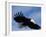 Bald Eagle Flying with a Fish, Kachemak Bay, Alaska, USA-Steve Kazlowski-Framed Photographic Print